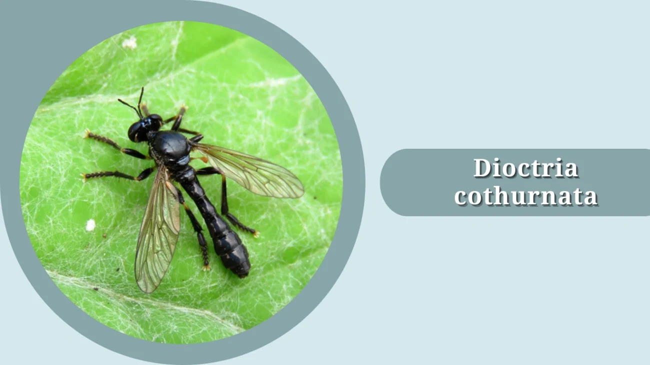 Dioctria cothurnata