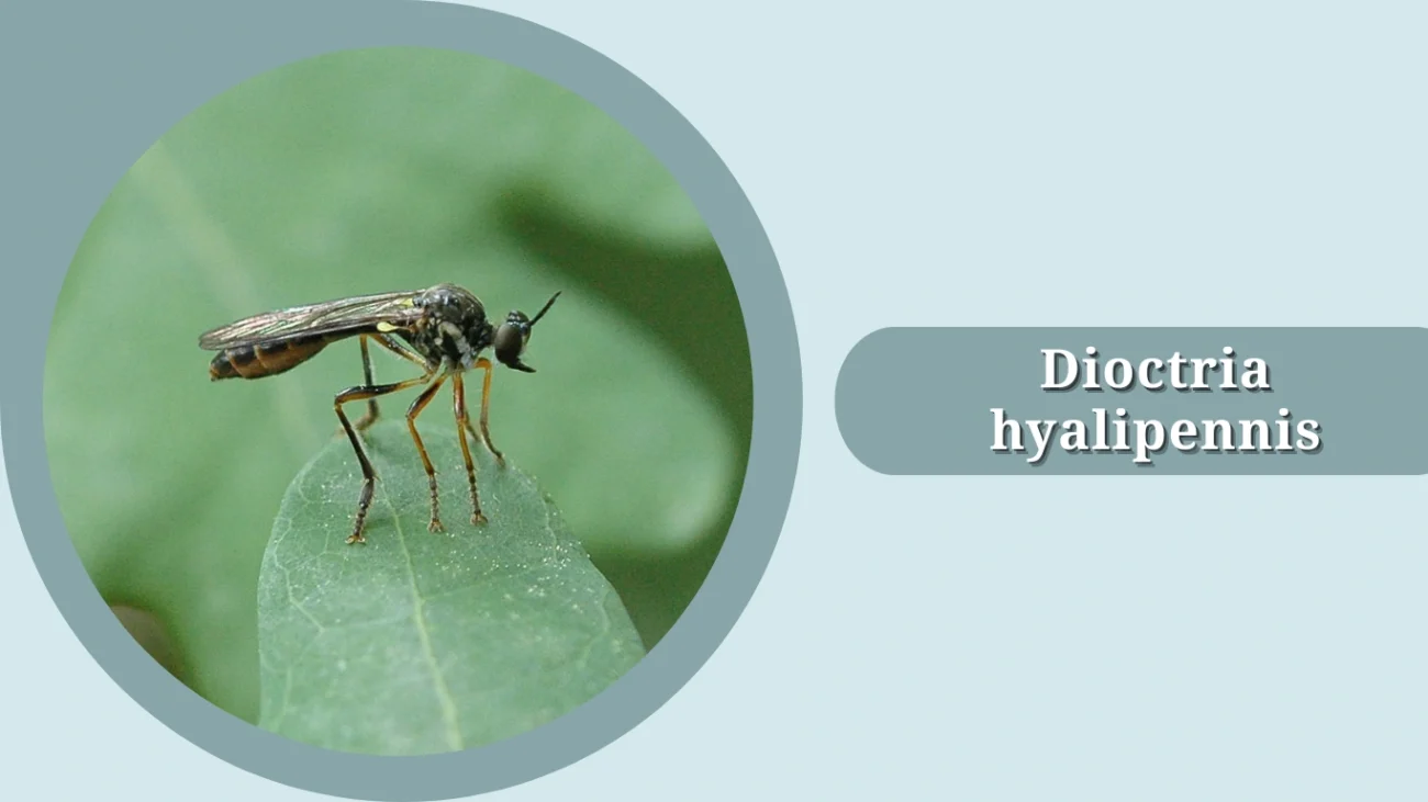 Dioctria hyalipennis