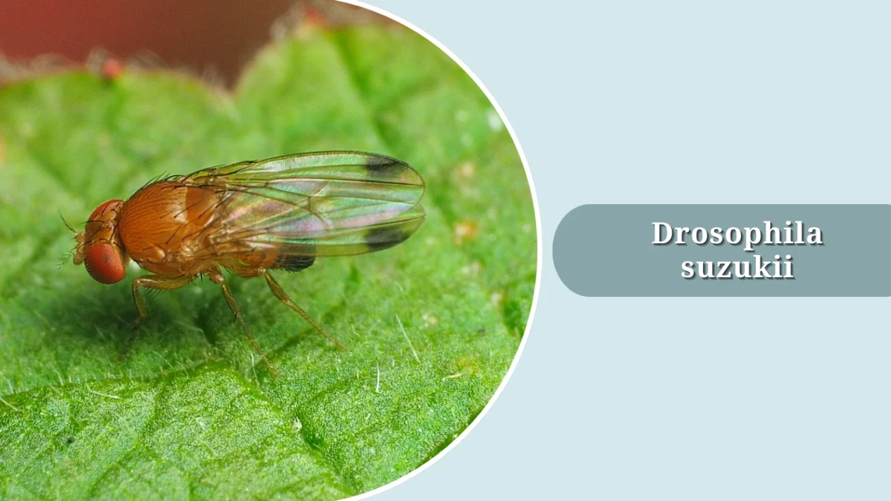 Drosophila suzukii