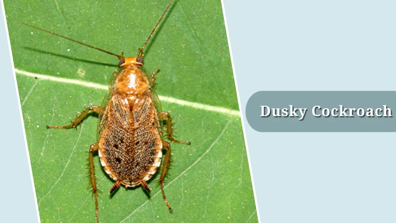 Dusky Cockroach