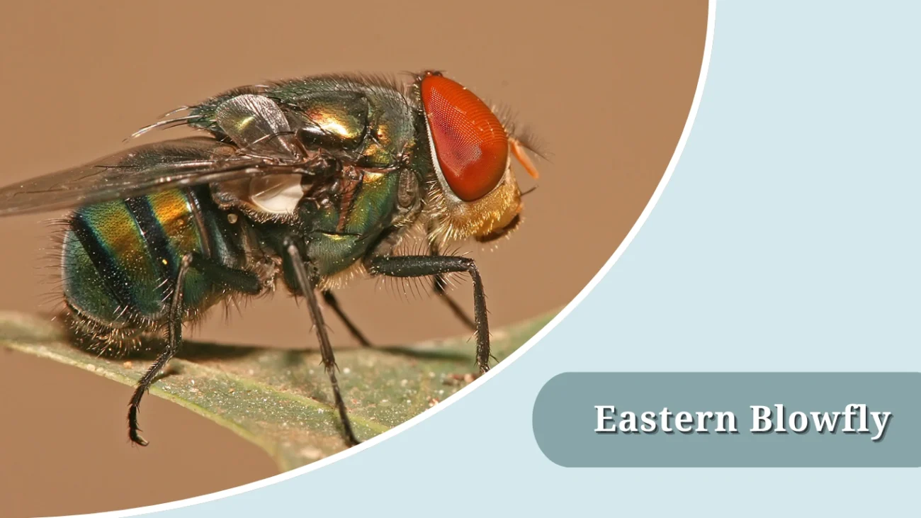 Eastern Blowfly