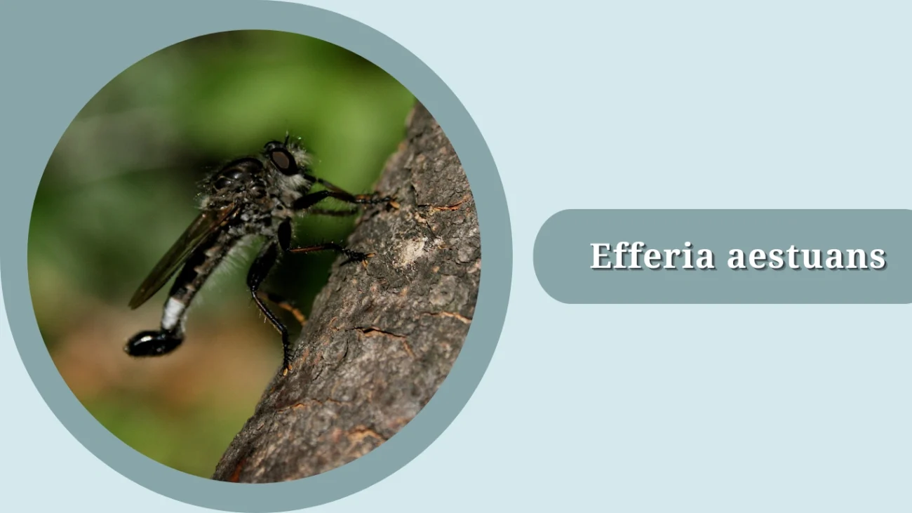 Efferia aestuans
