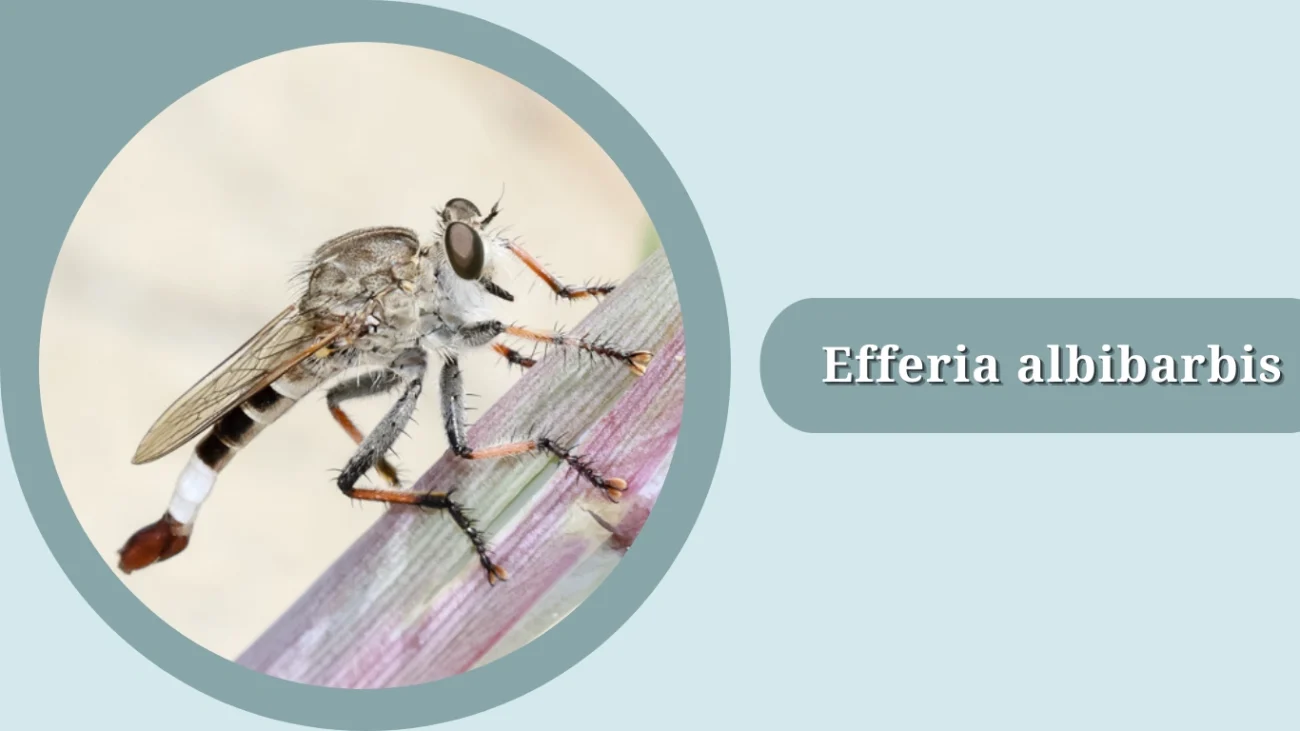 Efferia albibarbis
