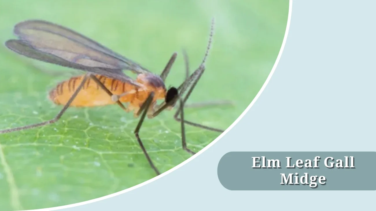 Elm Leaf Gall Midge