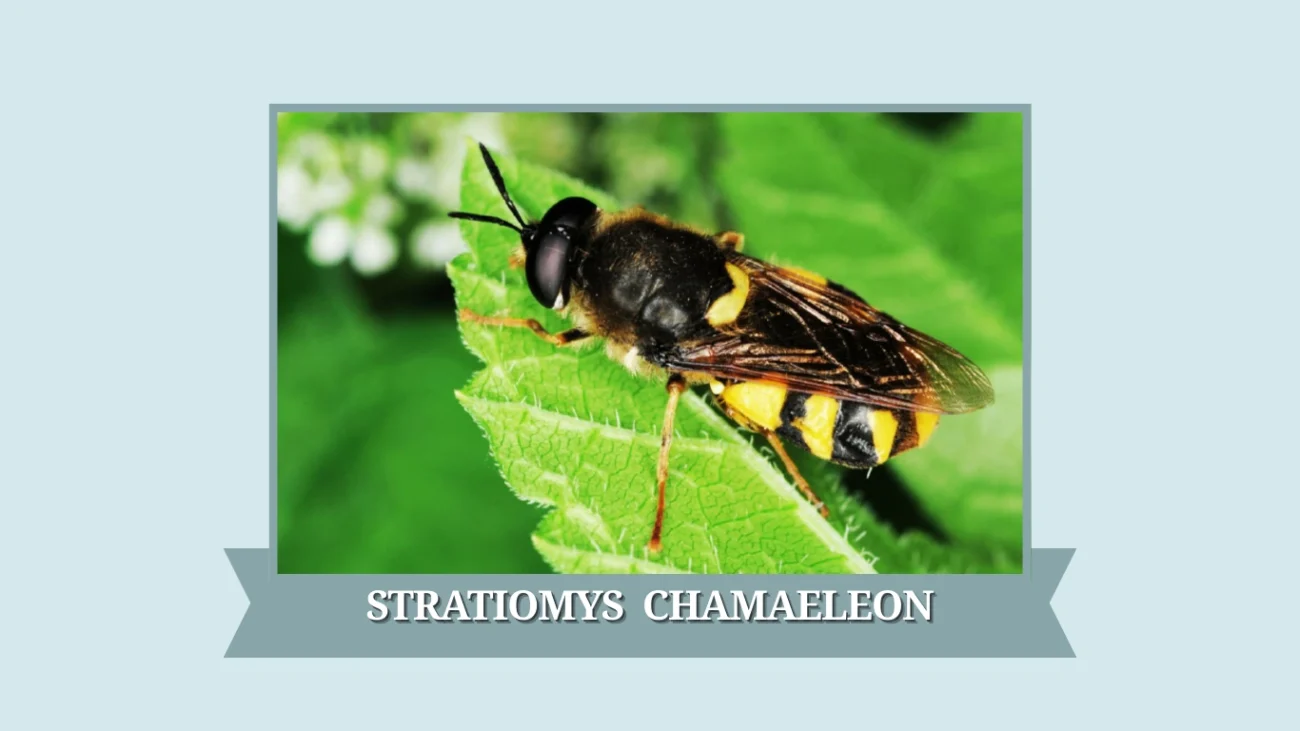 Stratiomys chamaeleon