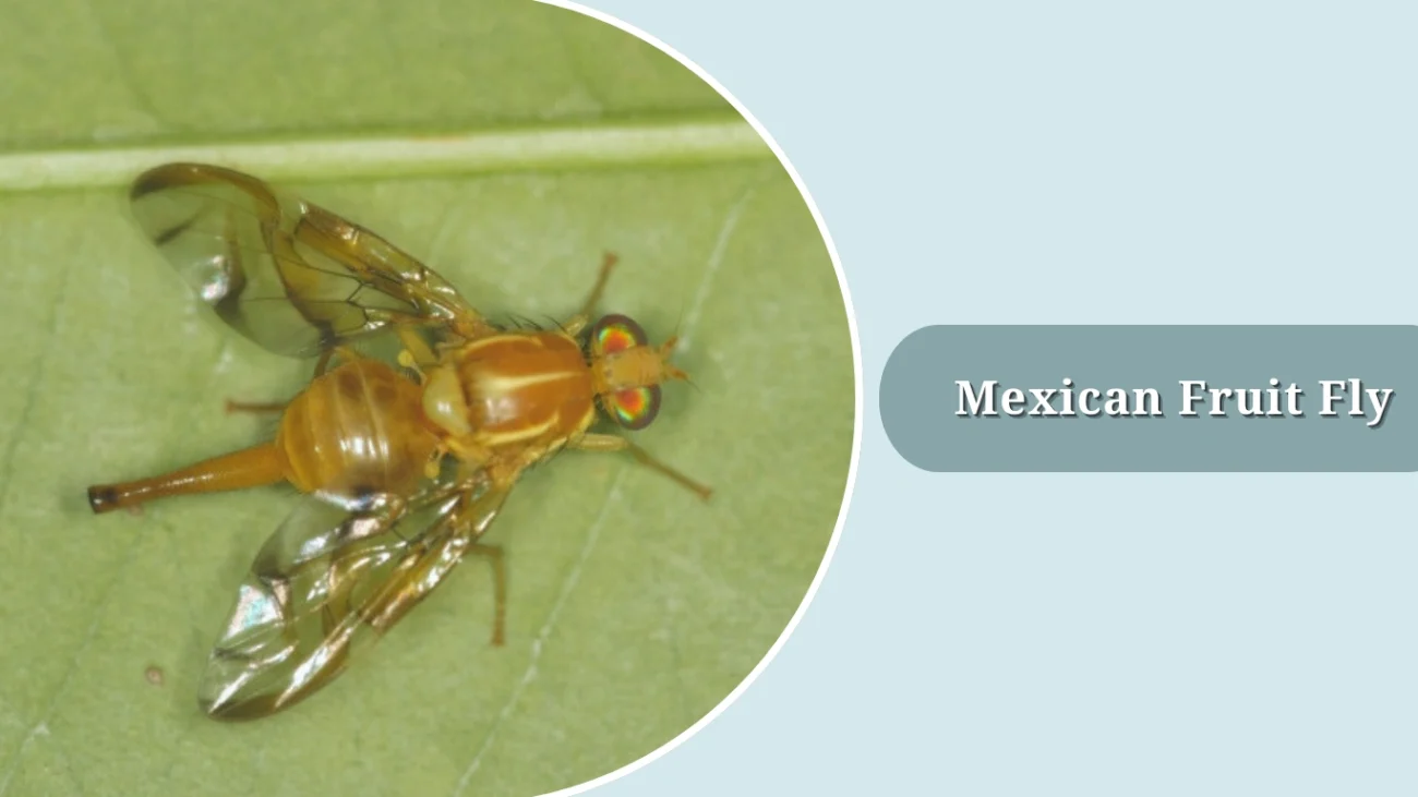 Mexican Fruit Fly