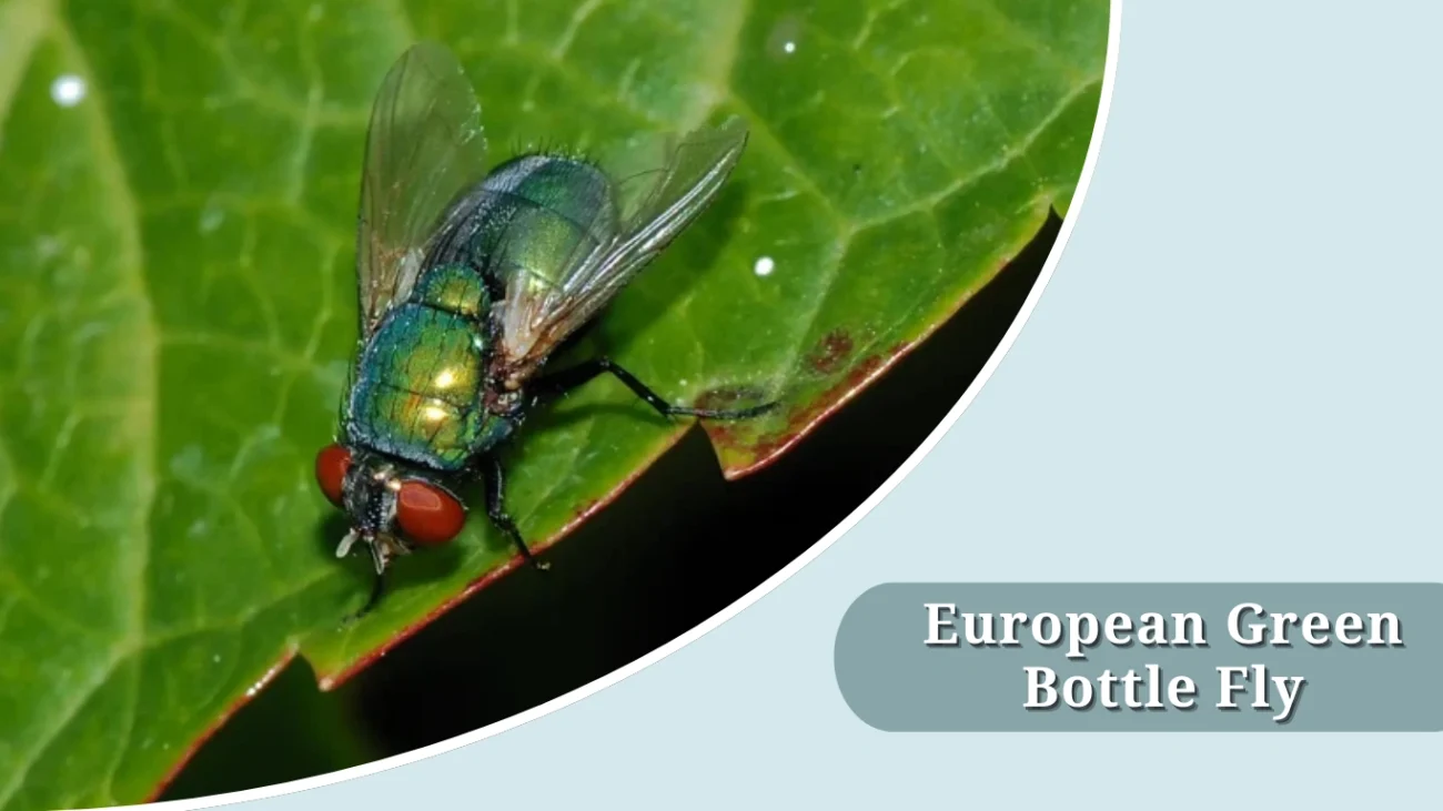 European Green Bottle Fly