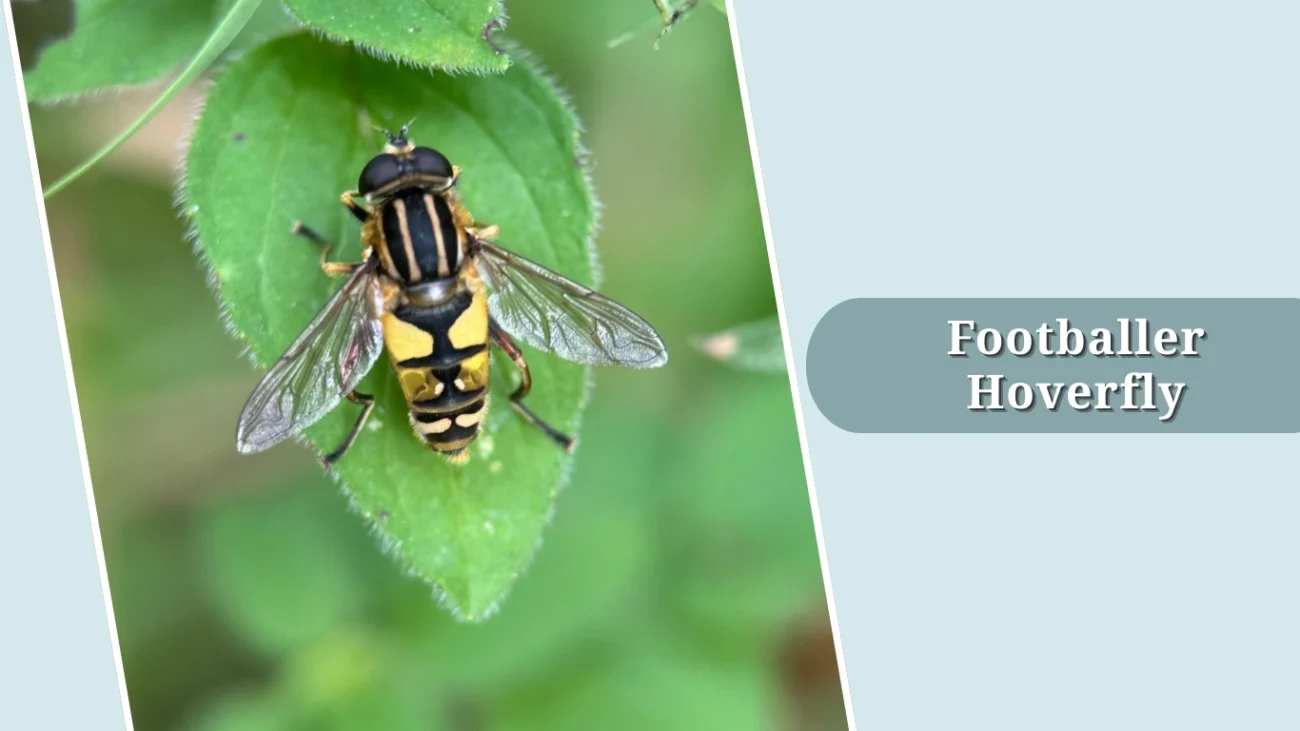 Footballer Hoverfly