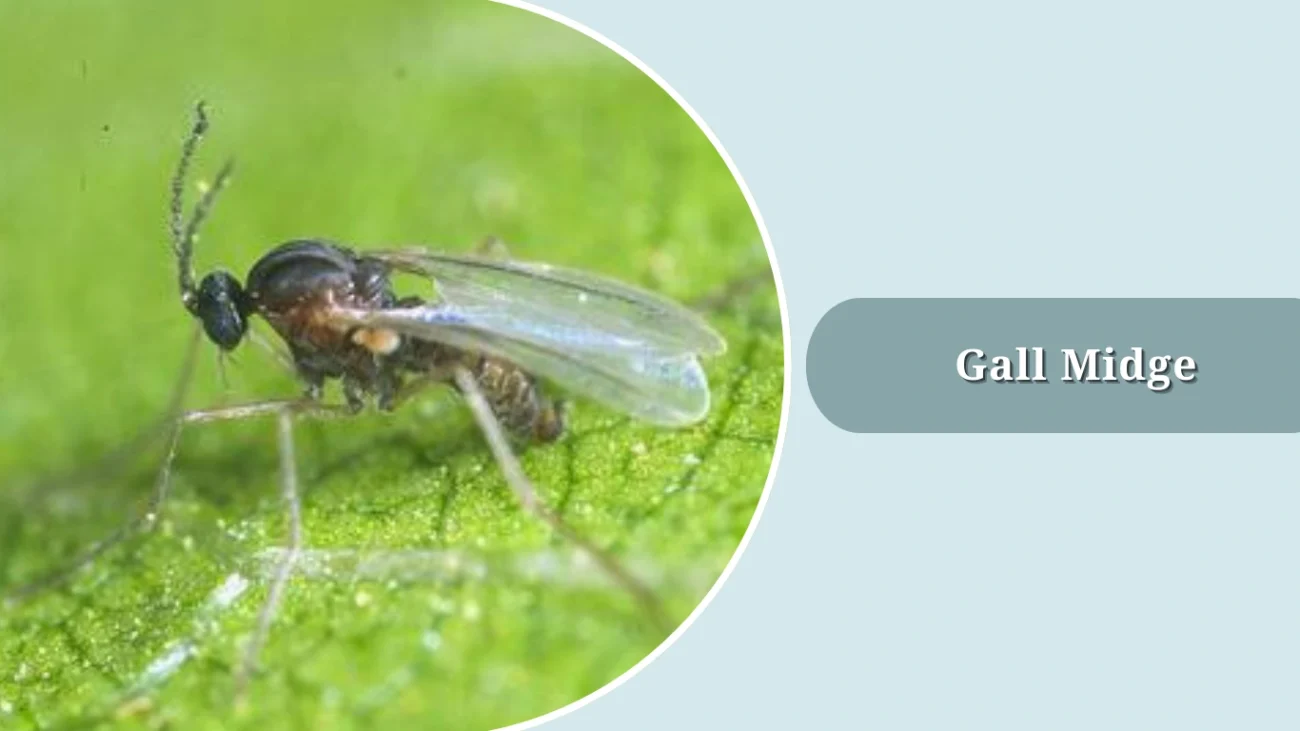 Gall Midge