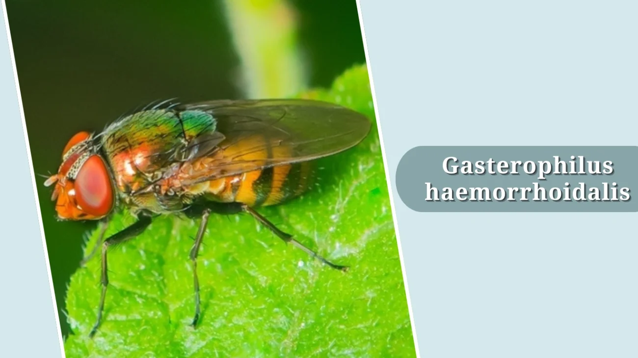 Gasterophilus haemorrhoidalis