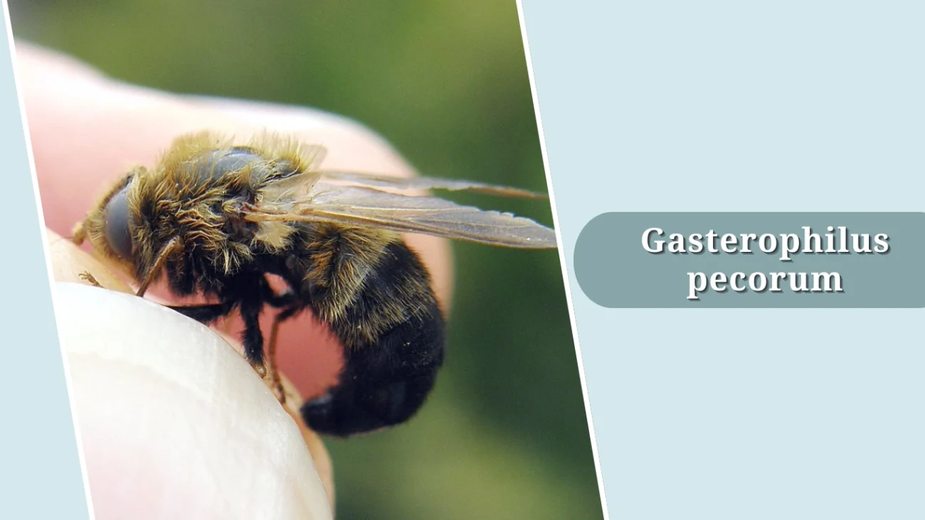Gasterophilus pecorum