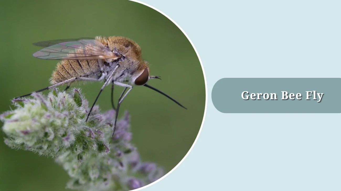 Geron Bee Fly