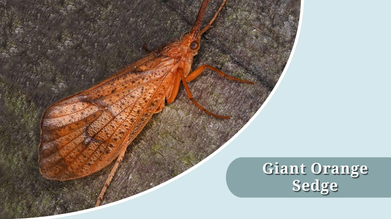 Giant Orange Sedge