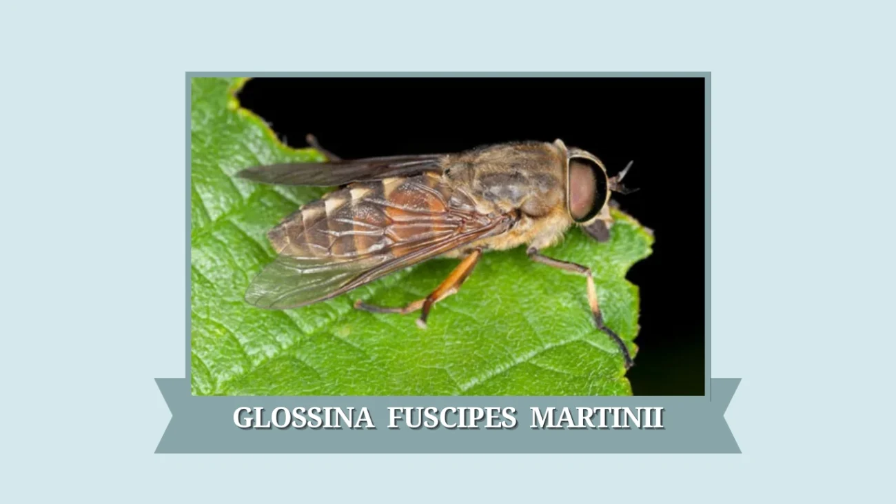 Glossina fuscipes martinii