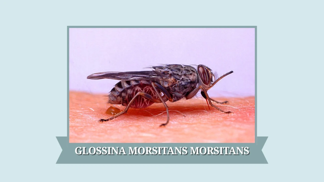 Glossina morsitans morsitans