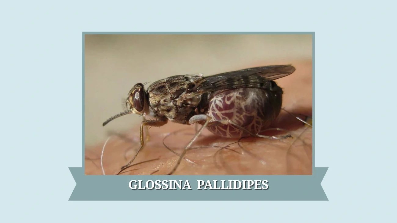 Glossina pallidipes