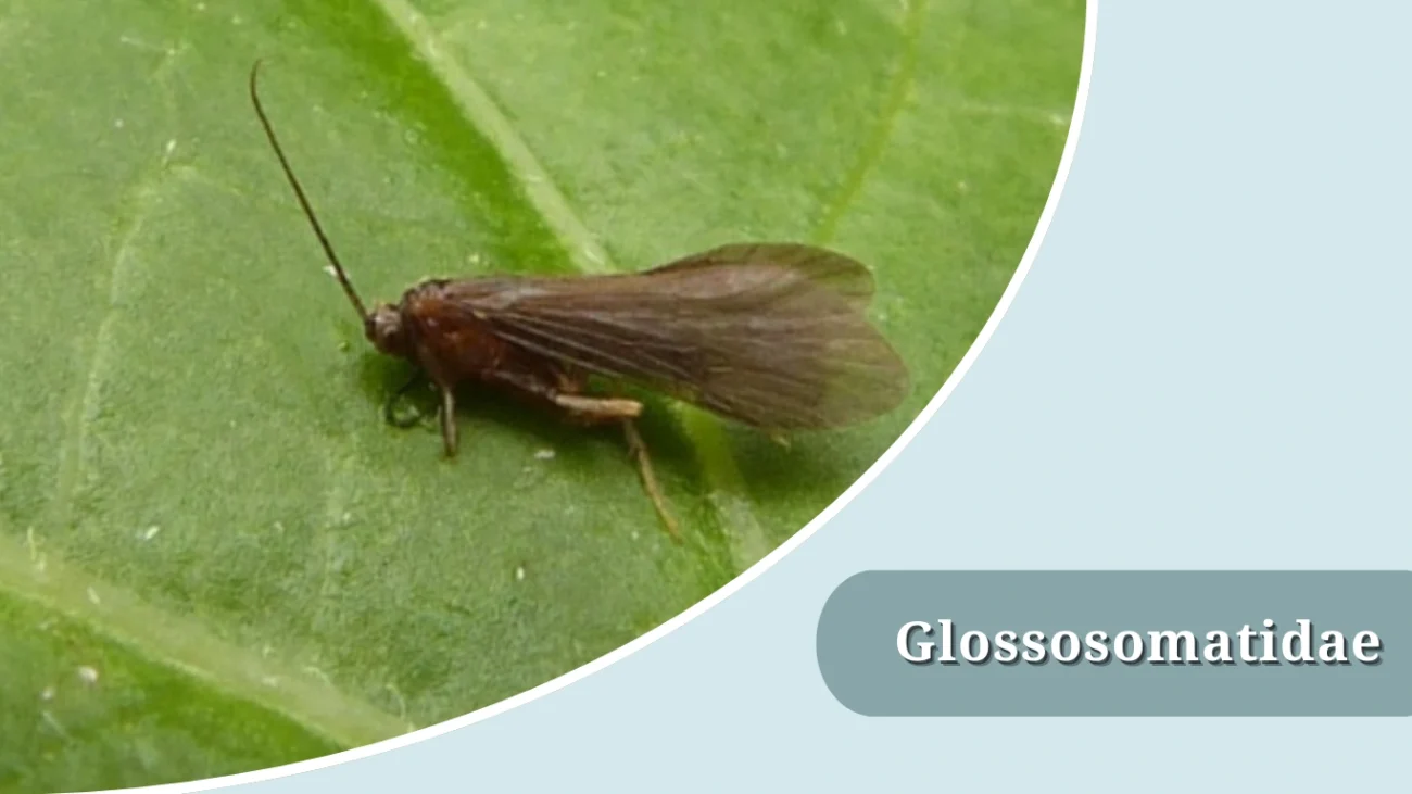 Glossosomatidae