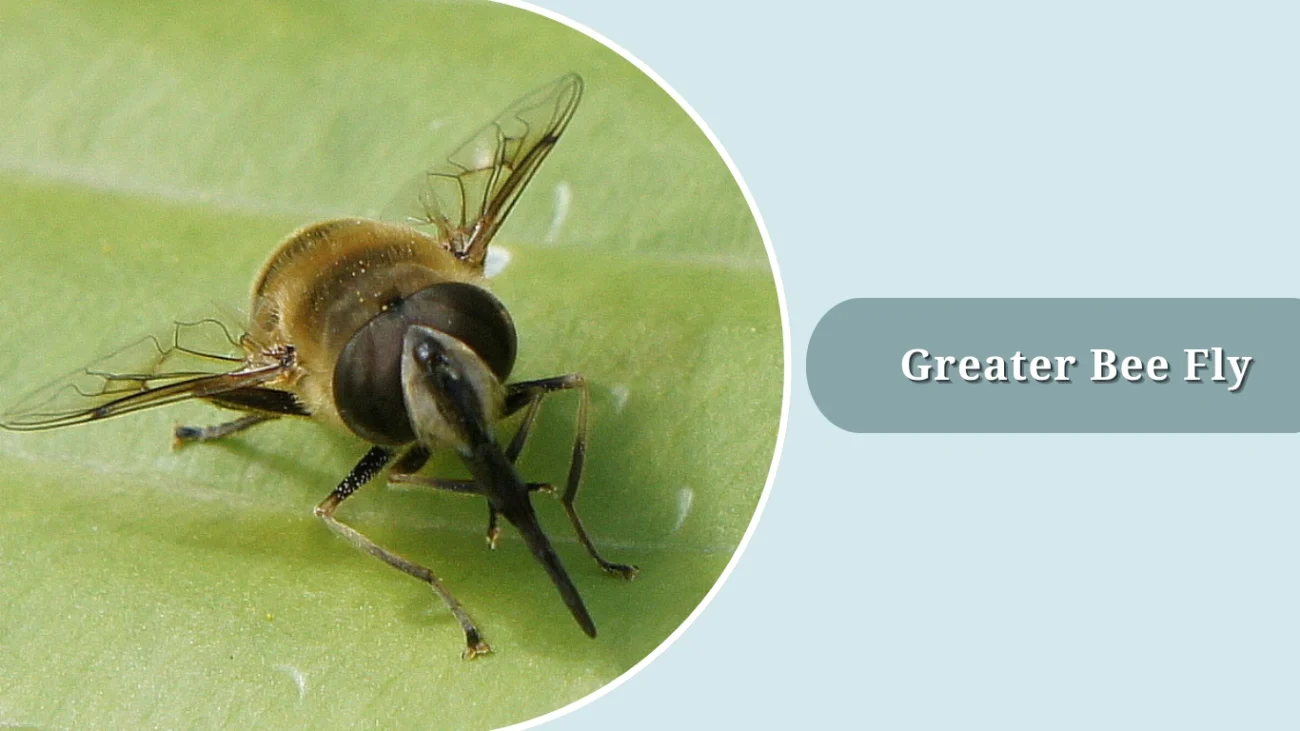 Greater Bee Fly