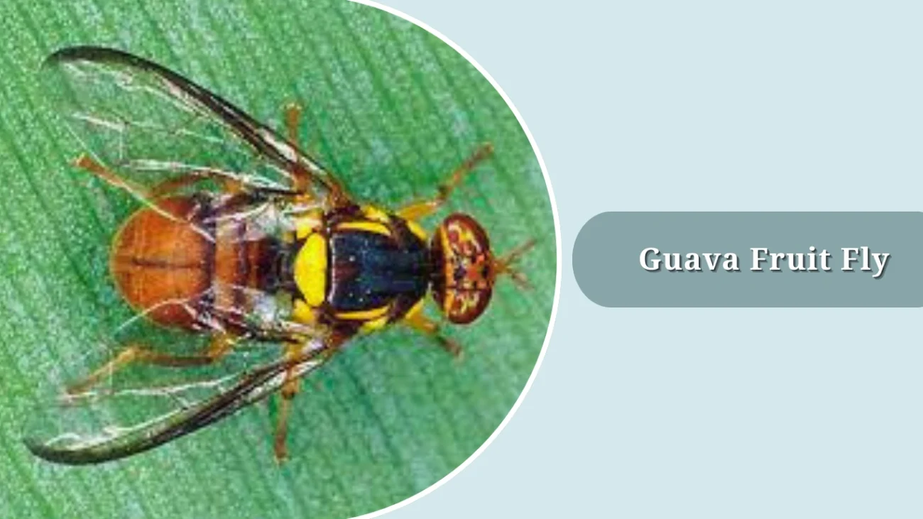 Guava Fruit Fly