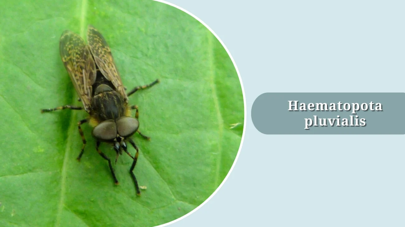 Haematopota pluvialis