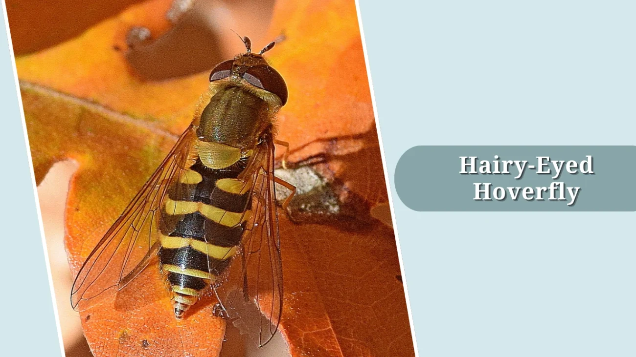 Hairy-Eyed Hoverfly