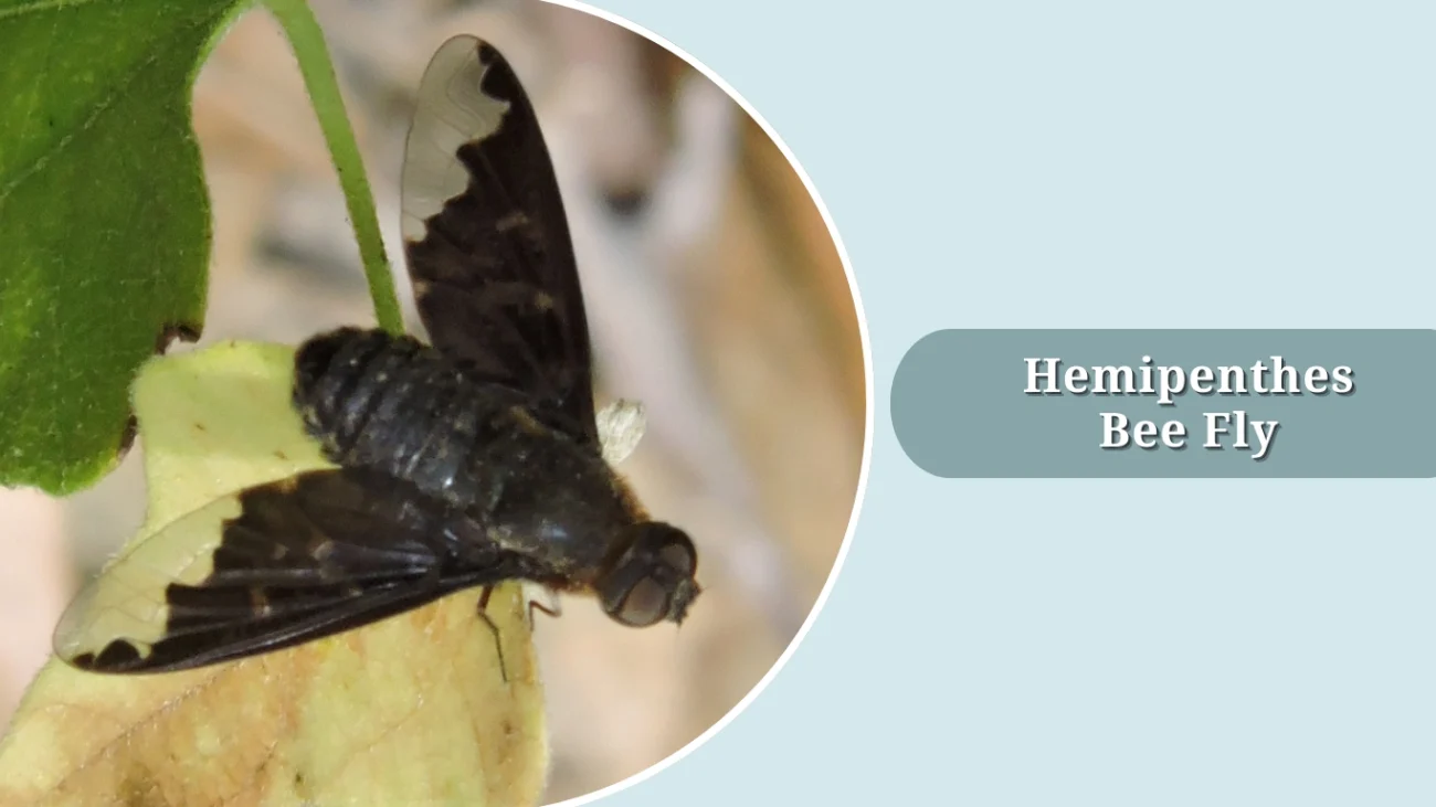 Hemipenthes Bee Fly
