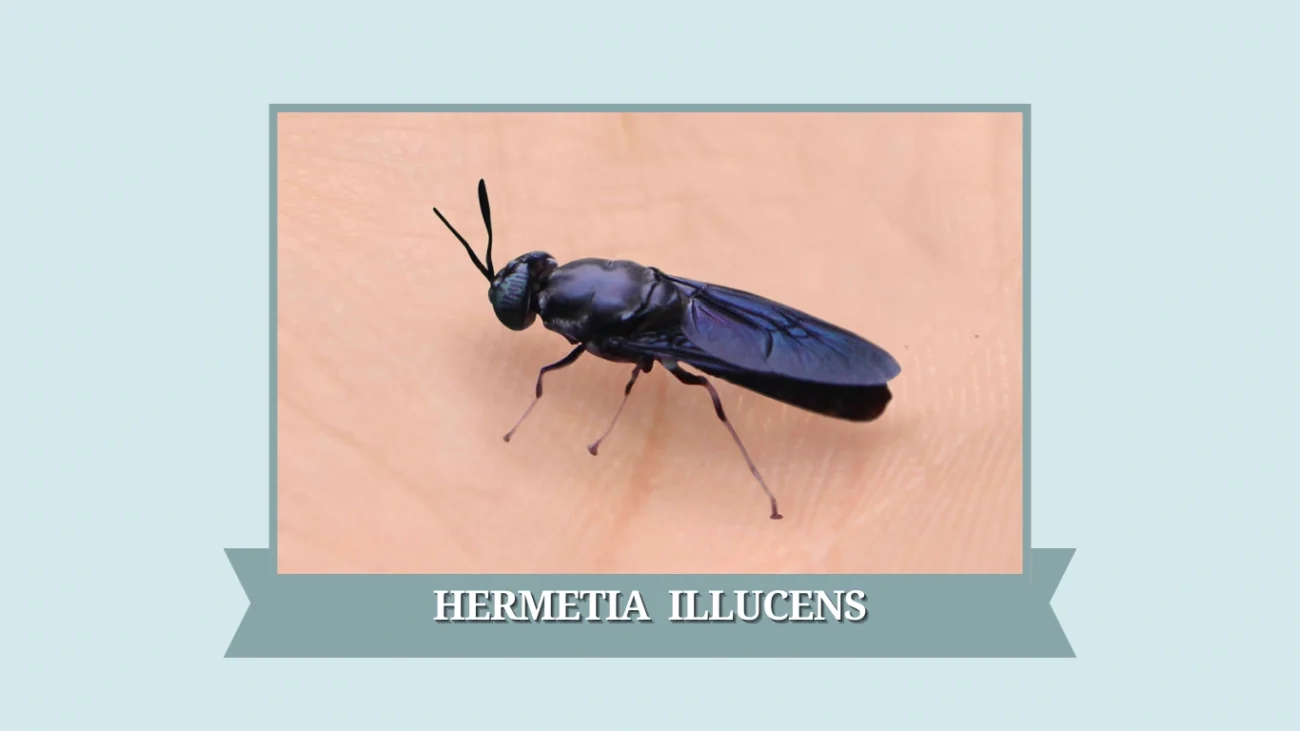 Hermetia illucens