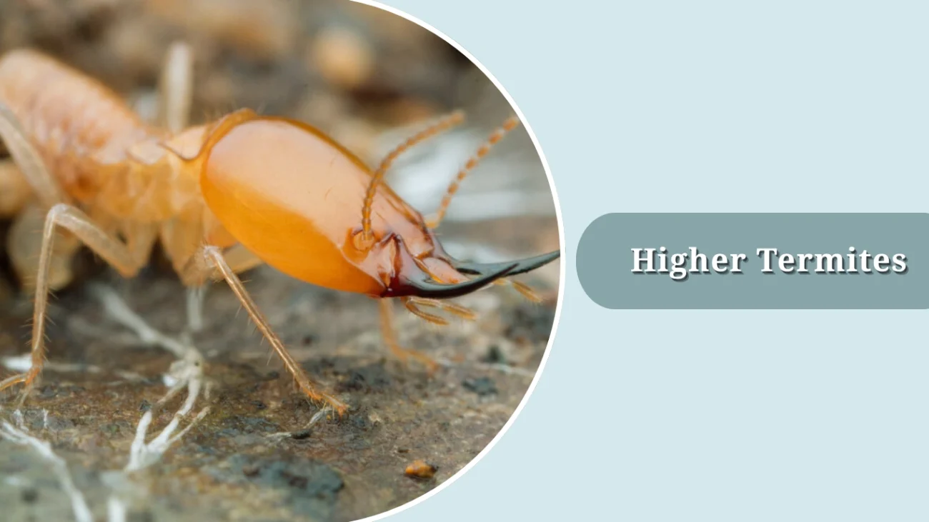 Higher Termites