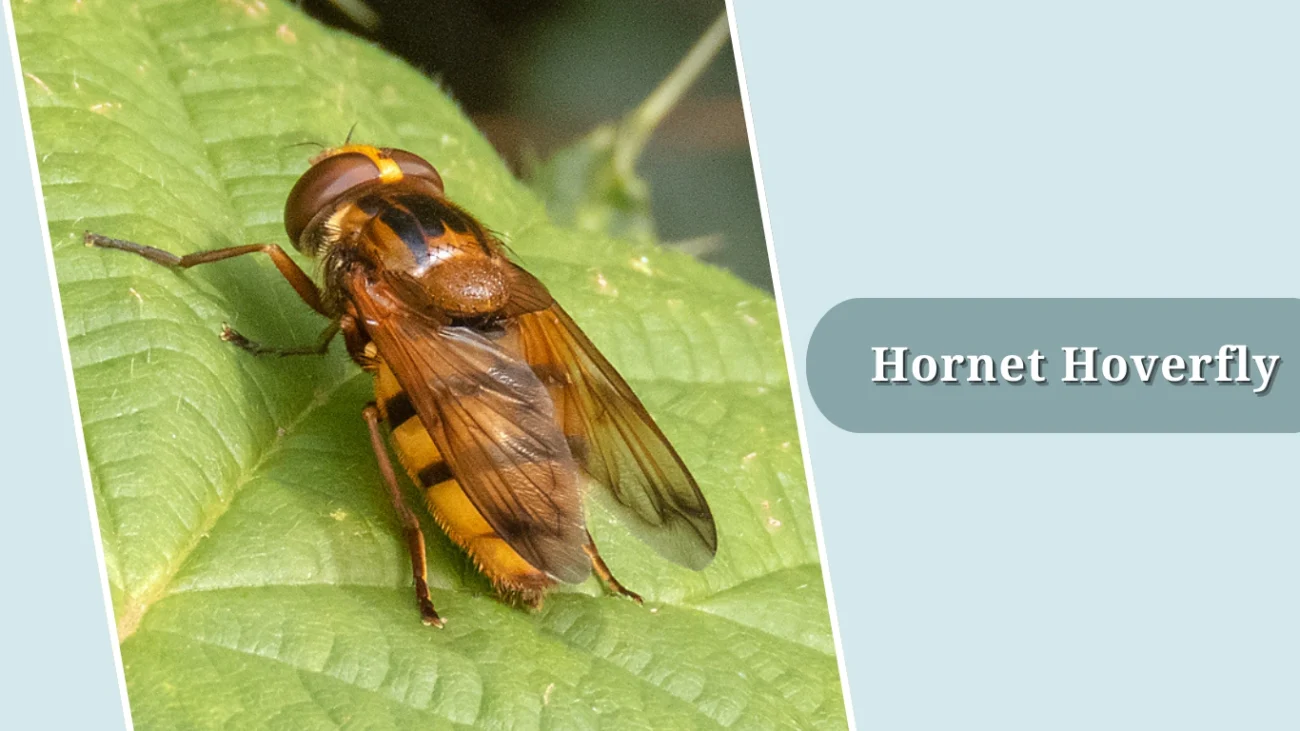 Hornet Hoverfly