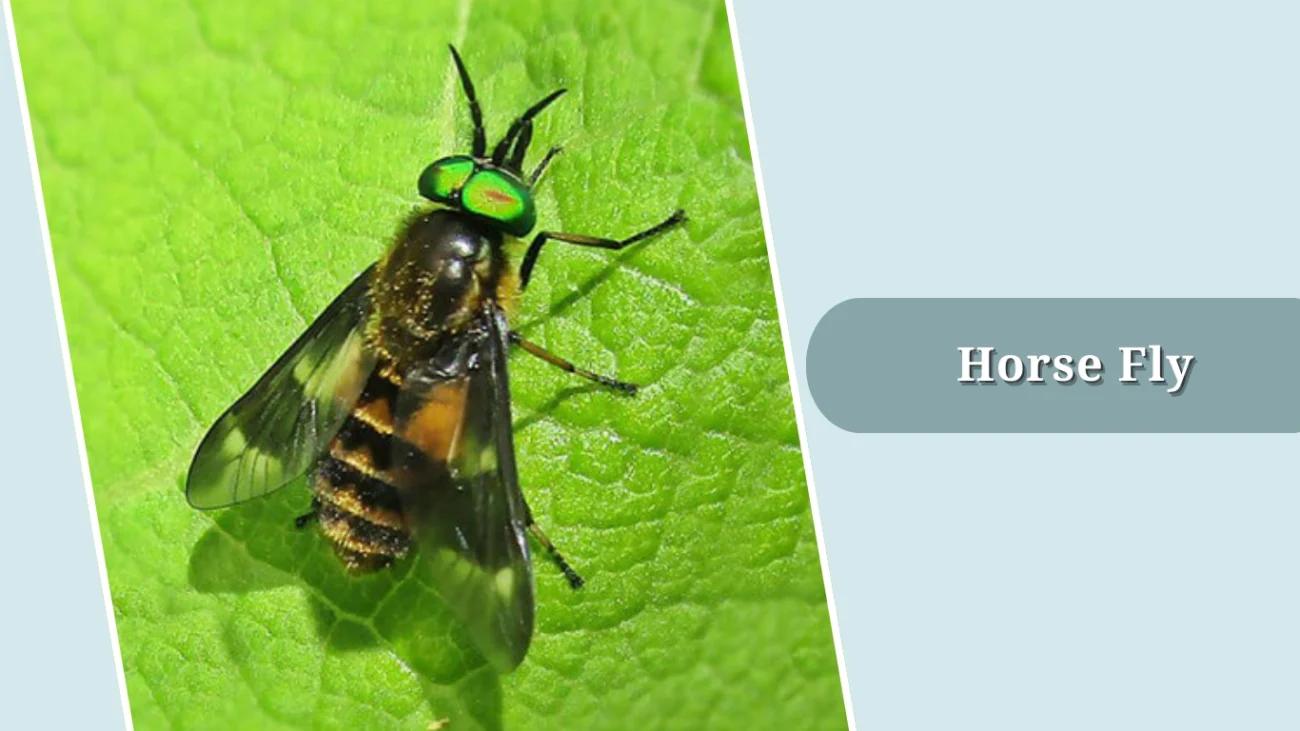 Horse Fly