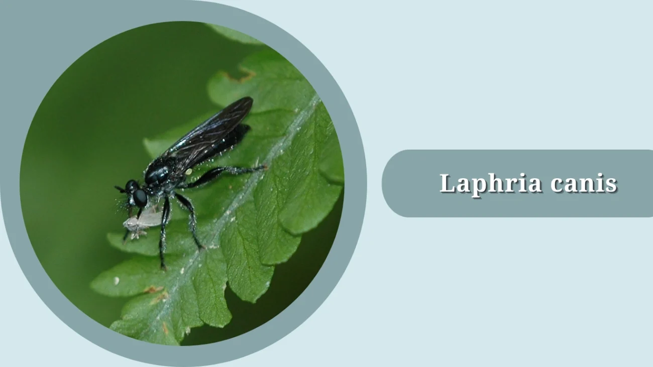 Laphria canis