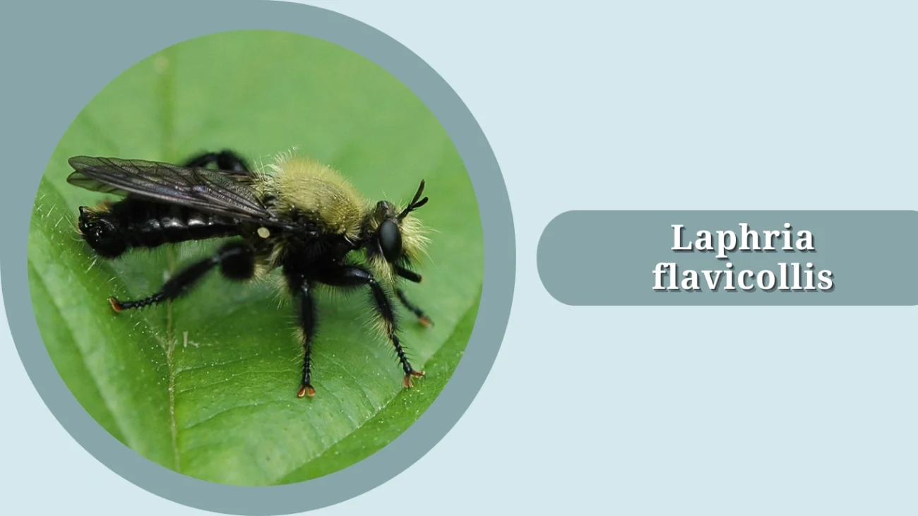 Laphria flavicollis