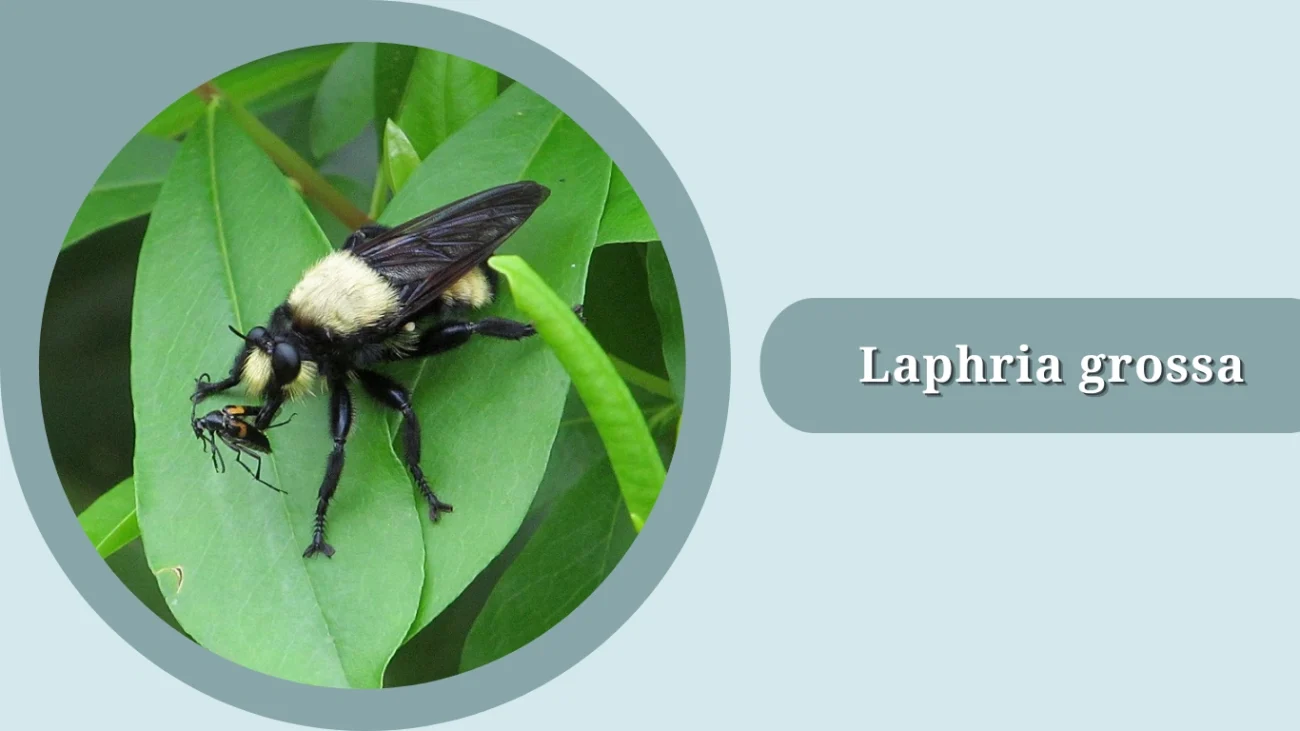 Laphria grossa
