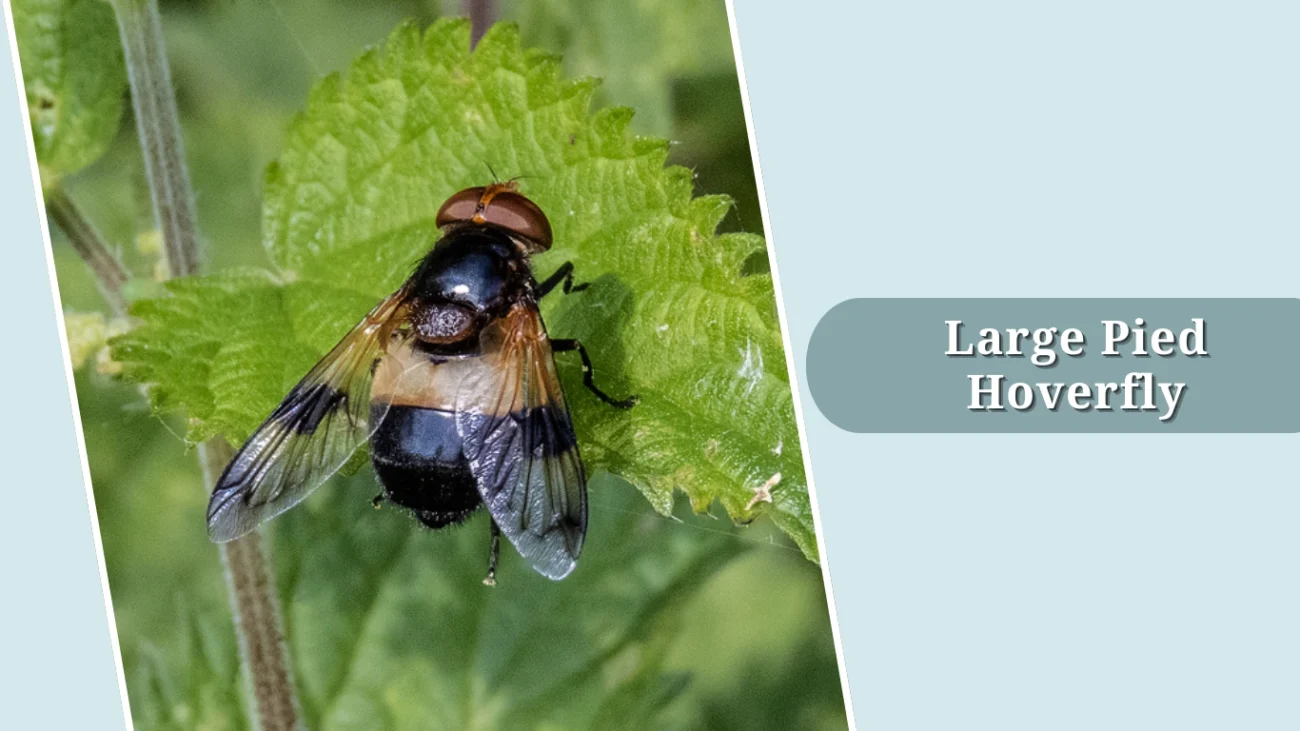 Large Pied Hoverfly
