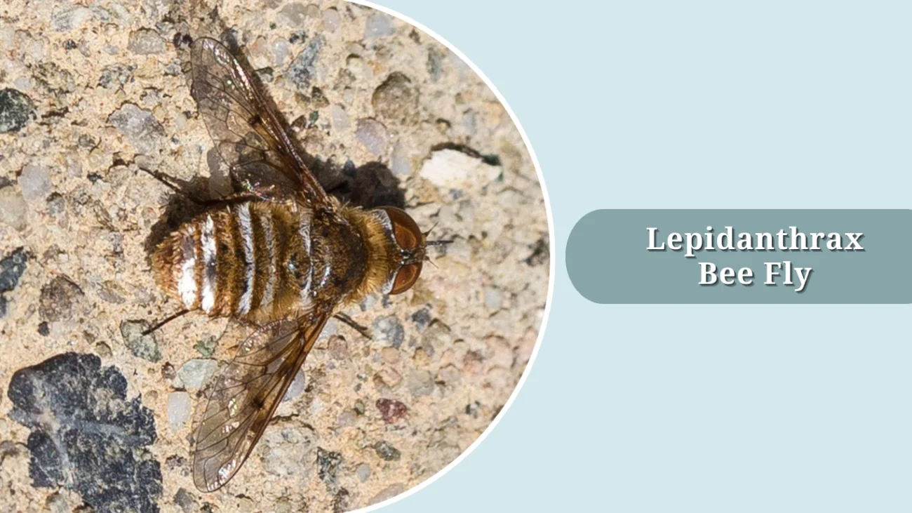 Lepidanthrax Bee Fly