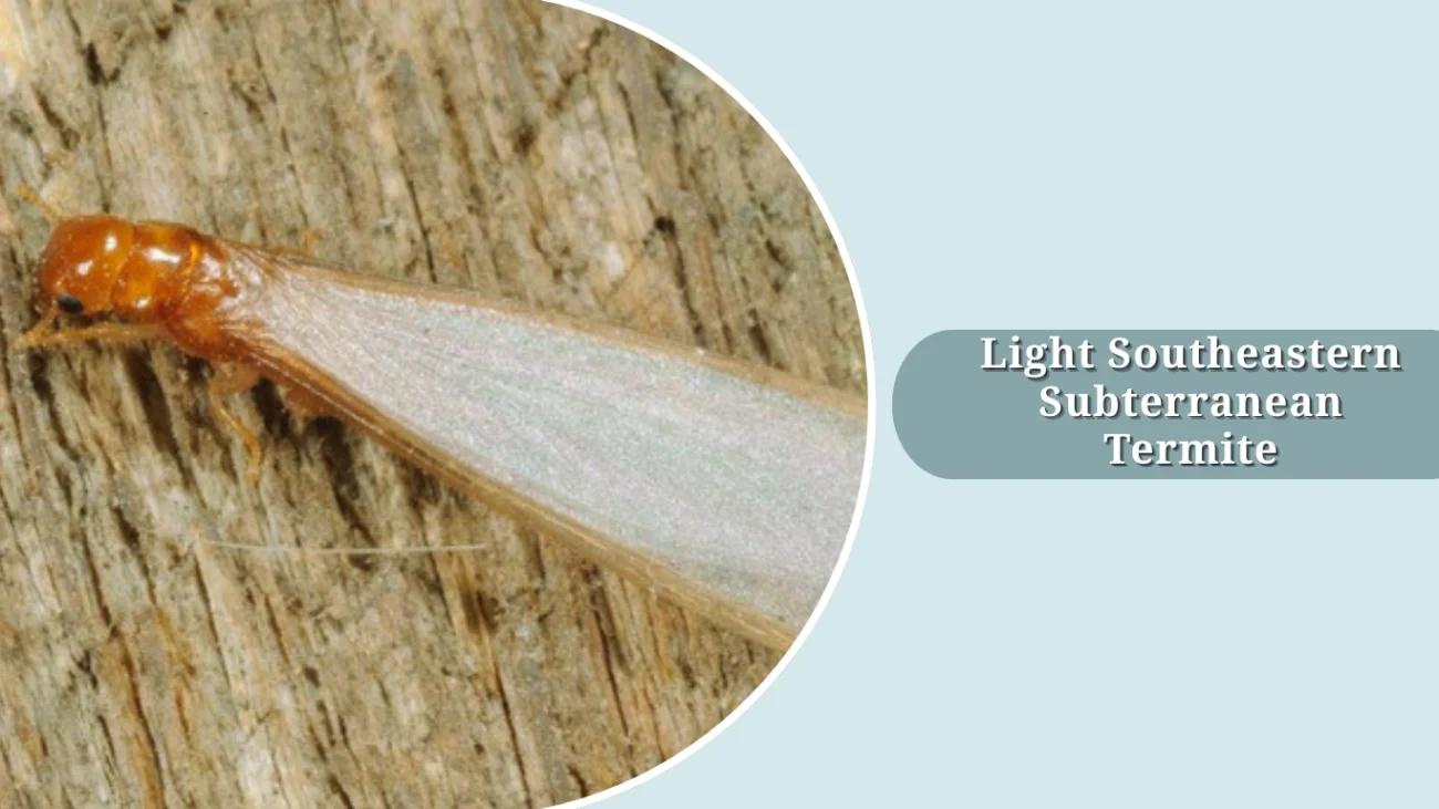 Light Southeastern Subterranean Termite