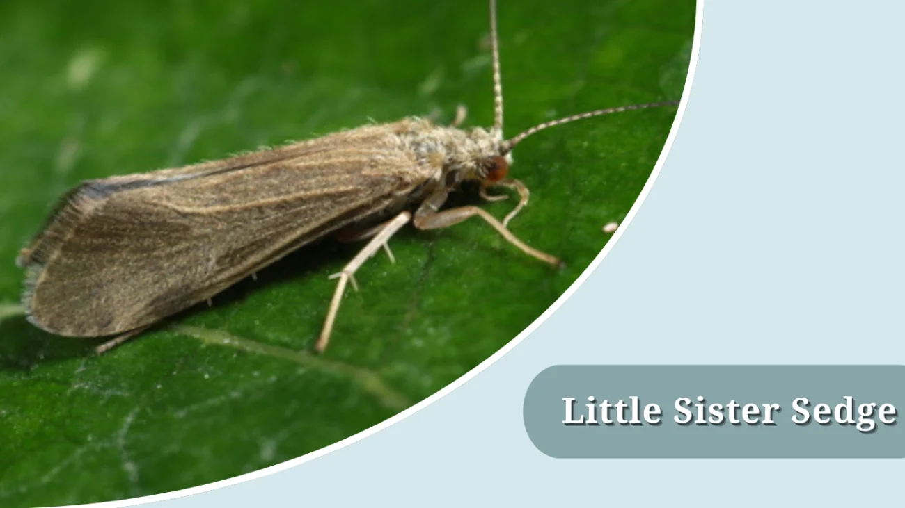 Little Sister Sedge