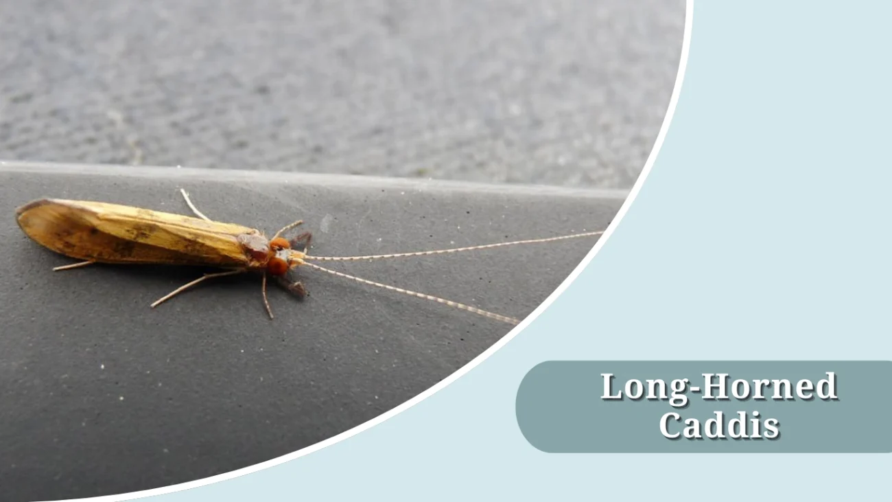 Long-Horned Caddis