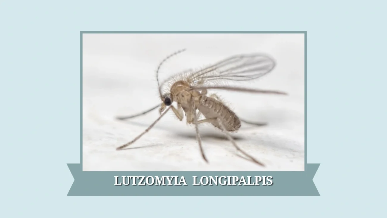 Lutzomyia longipalpis
