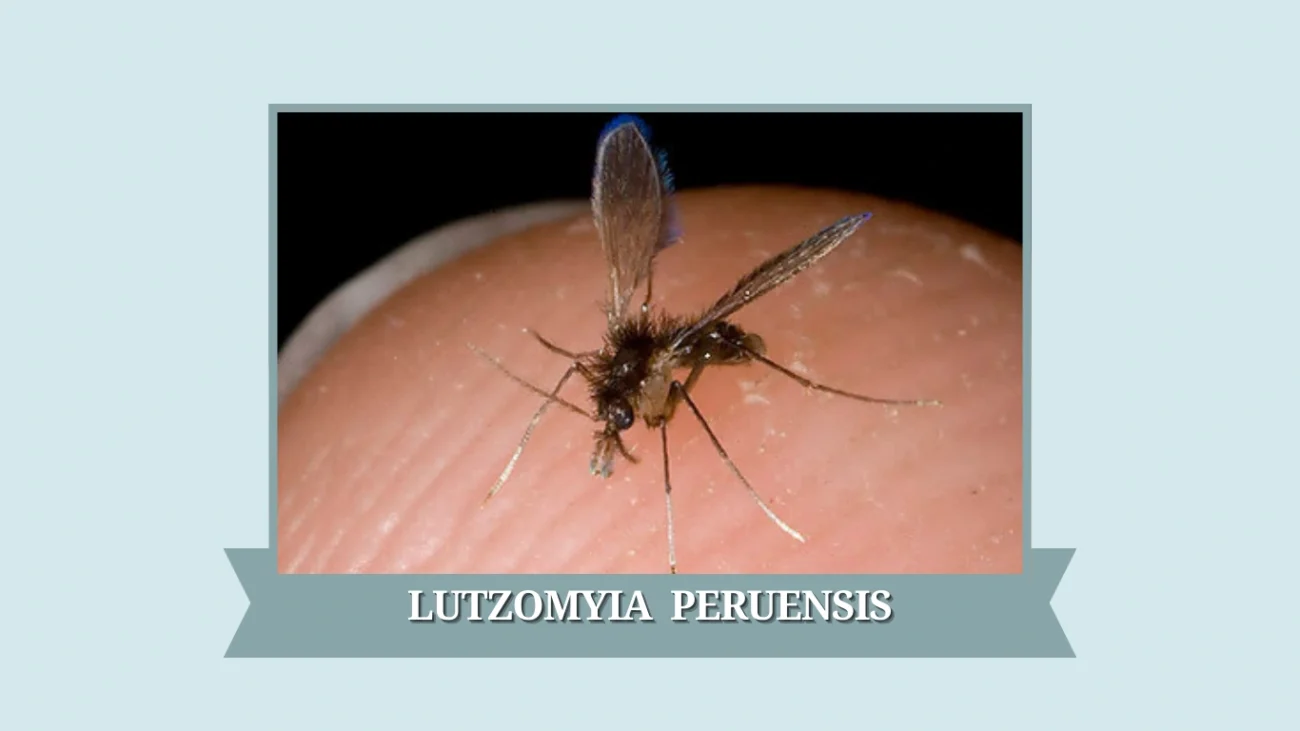 Lutzomyia peruensis