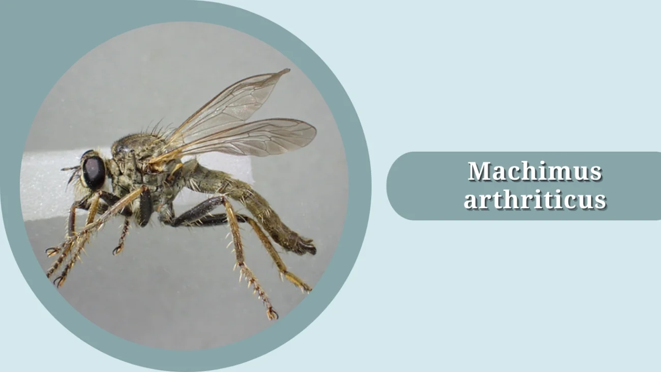 Machimus arthriticus