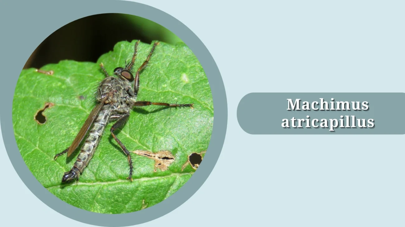Machimus atricapillus
