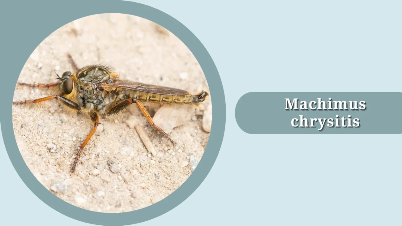 Machimus chrysitis