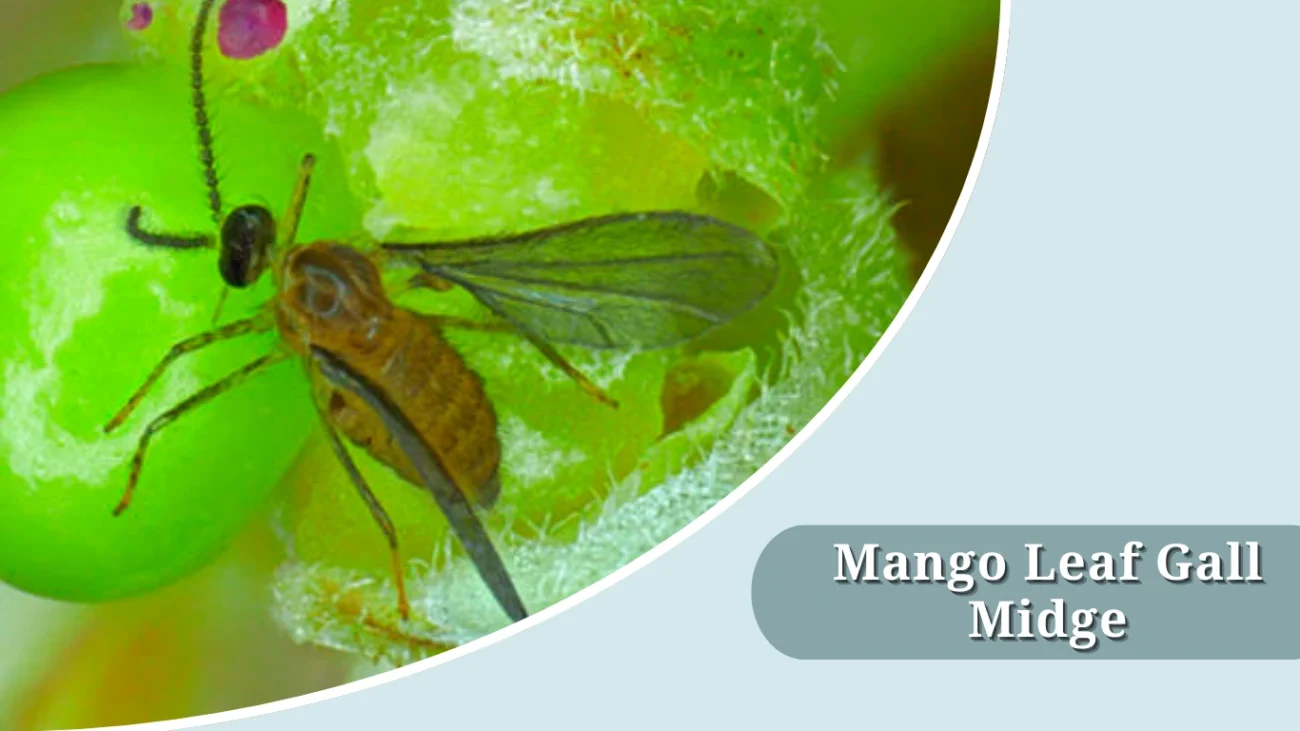 Mango Leaf Gall Midge