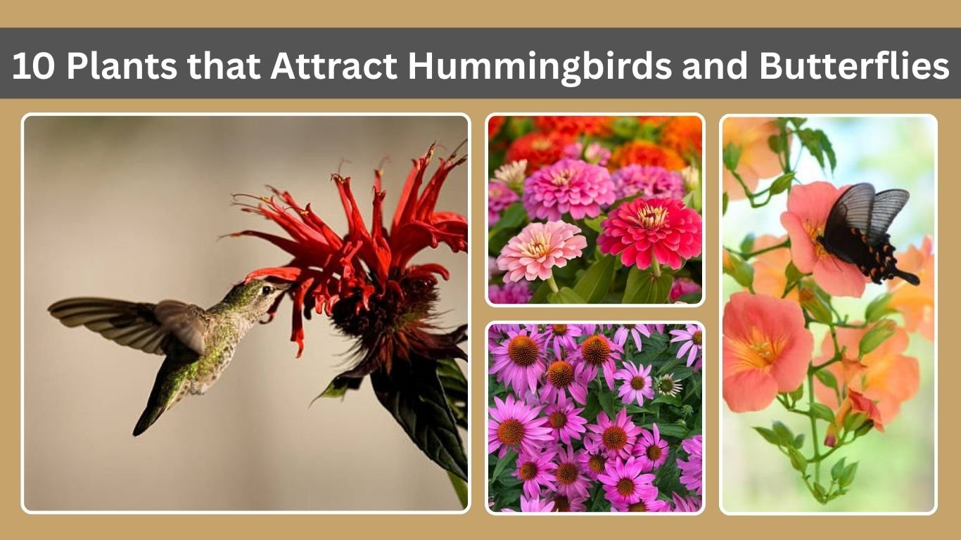 10 Plants that Attract Hummingbirds and Butterflies