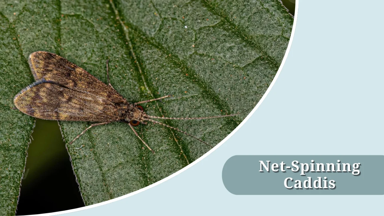Net-Spinning Caddis