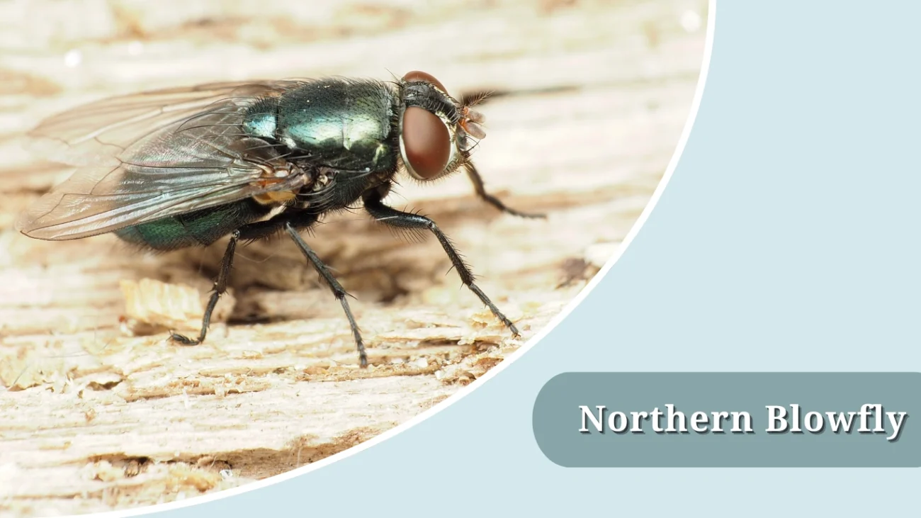 Northern Blowfly