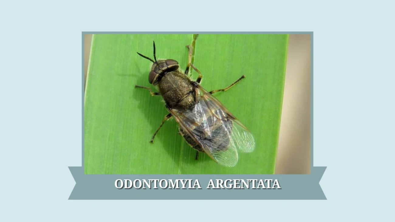 Odontomyia argentata
