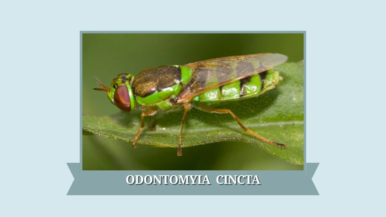 Odontomyia cincta