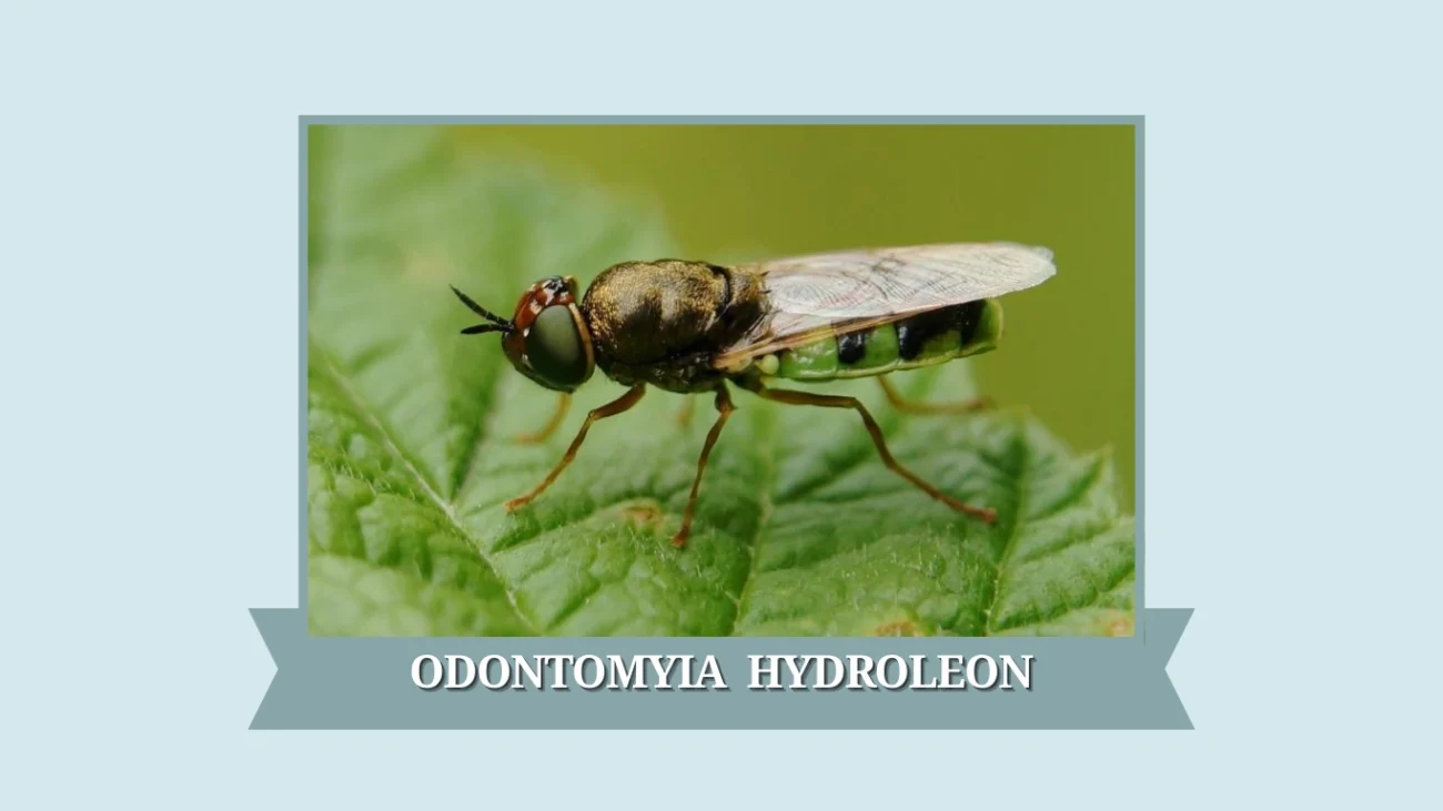 Odontomyia hydroleon
